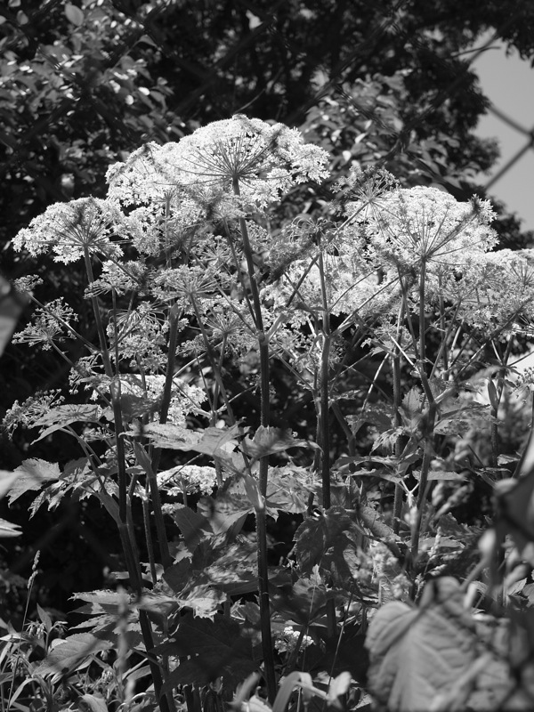 f:id:elmikamino:20110617112457j:image
