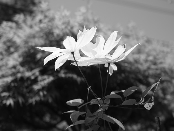 f:id:elmikamino:20110617112543j:image