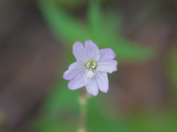 f:id:elmikamino:20110618094716j:image