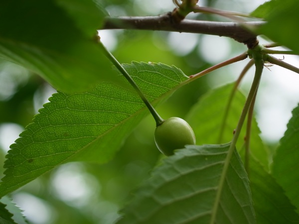 f:id:elmikamino:20110618095531j:image