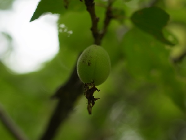 f:id:elmikamino:20110618100629j:image