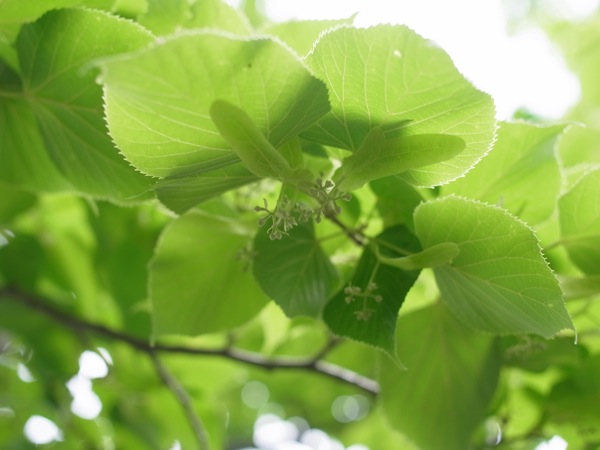 f:id:elmikamino:20110618101034j:image
