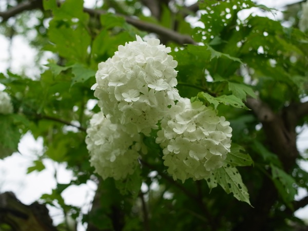 f:id:elmikamino:20110618103449j:image