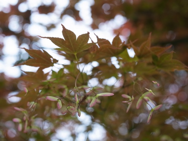 f:id:elmikamino:20110618103744j:image