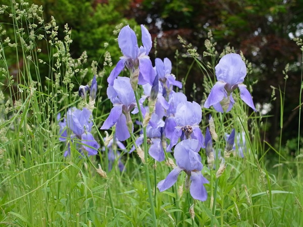 f:id:elmikamino:20110618103854j:image
