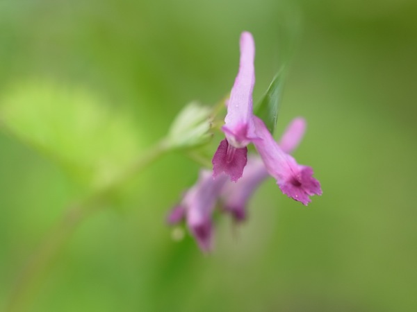 f:id:elmikamino:20110618104526j:image