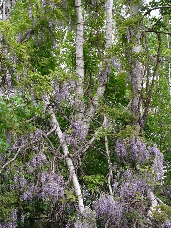 f:id:elmikamino:20110618104606j:image