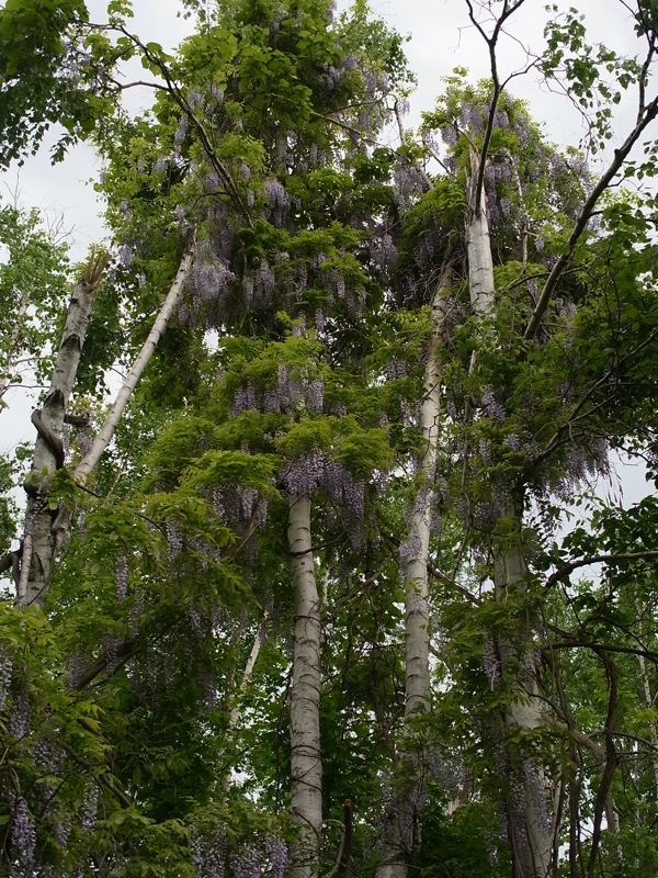 f:id:elmikamino:20110618104610j:image