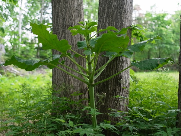 f:id:elmikamino:20110618105148j:image