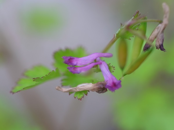 f:id:elmikamino:20110618105302j:image