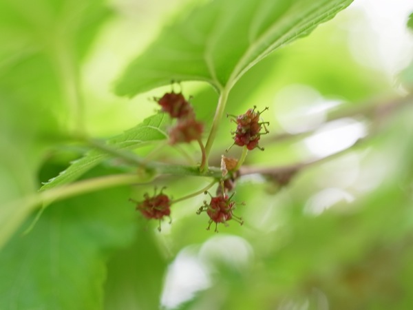 f:id:elmikamino:20110618105756j:image