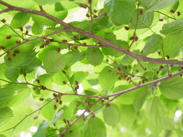 f:id:elmikamino:20110618105814j:image