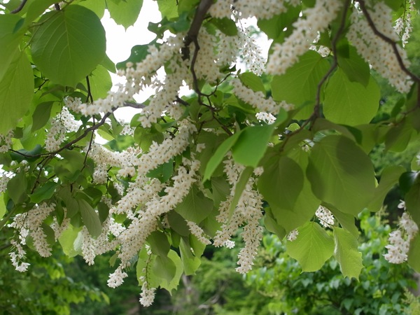 f:id:elmikamino:20110618110106j:image