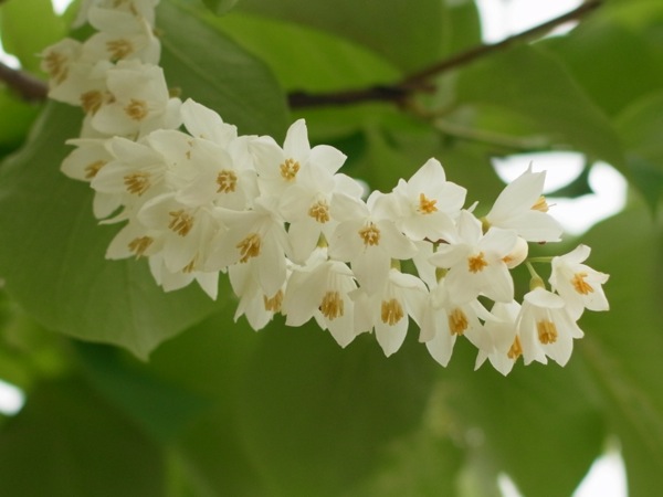 f:id:elmikamino:20110618110157j:image