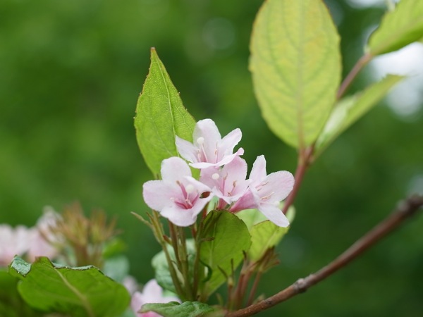f:id:elmikamino:20110618110452j:image