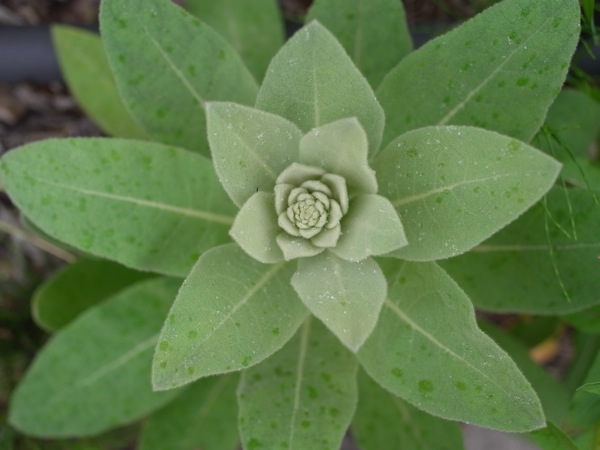 f:id:elmikamino:20110618111320j:image