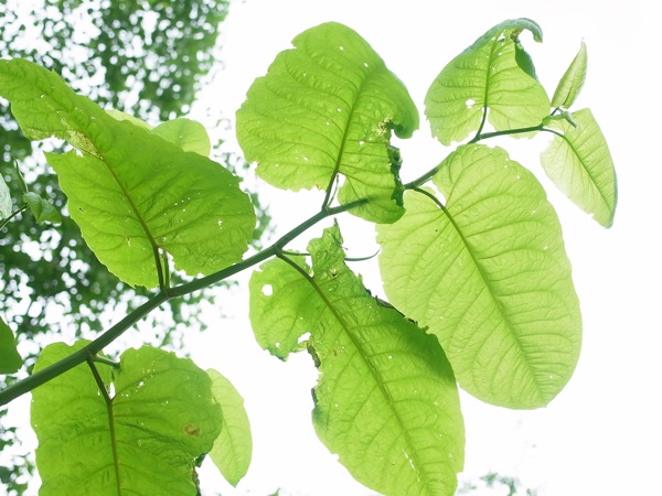 f:id:elmikamino:20110618111454j:image