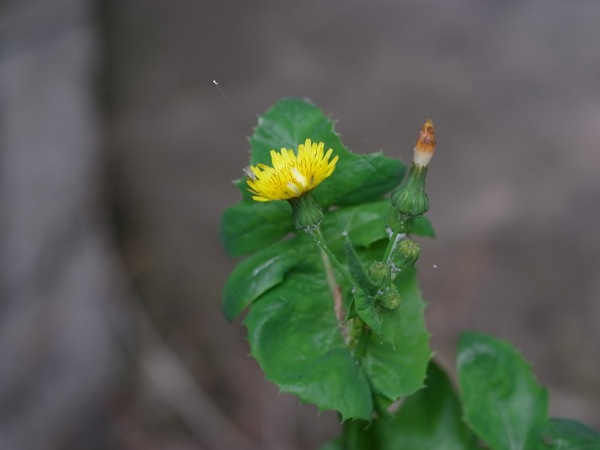 f:id:elmikamino:20110618112228j:image
