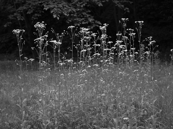 f:id:elmikamino:20110618112828j:image