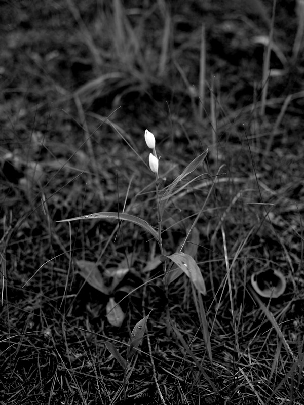 f:id:elmikamino:20110618112928j:image