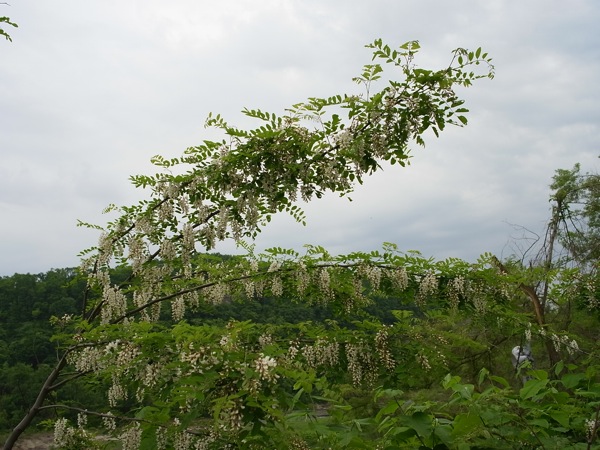 f:id:elmikamino:20110618114956j:image
