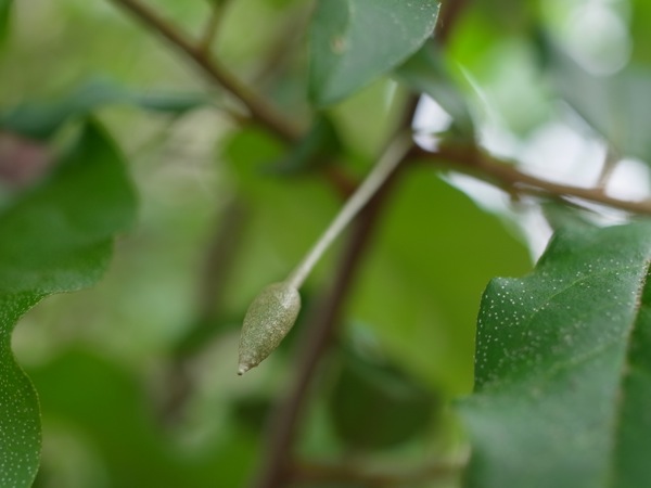 f:id:elmikamino:20110618120023j:image
