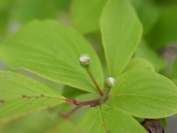 f:id:elmikamino:20110618120202j:image