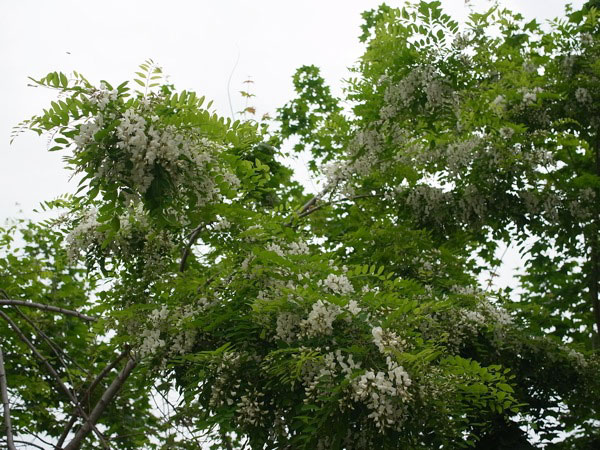 f:id:elmikamino:20110620093527j:image