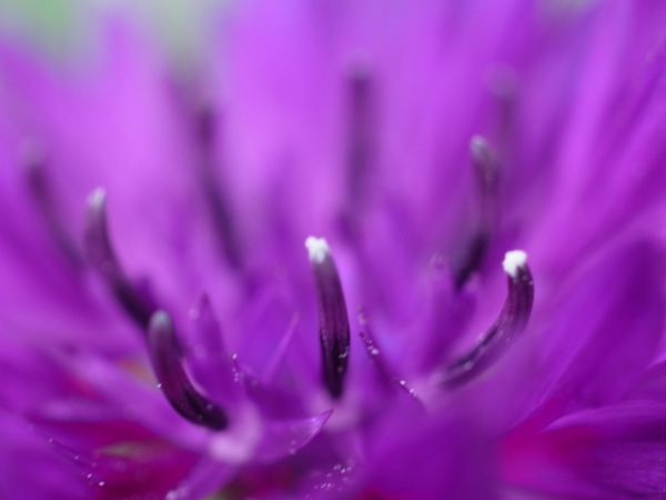 f:id:elmikamino:20110620094201j:image