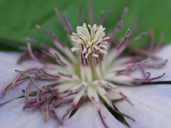 f:id:elmikamino:20110620094349j:image