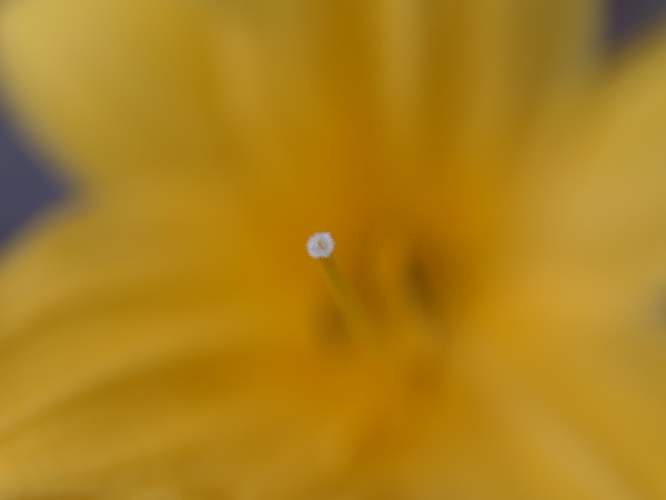 f:id:elmikamino:20110620094831j:image
