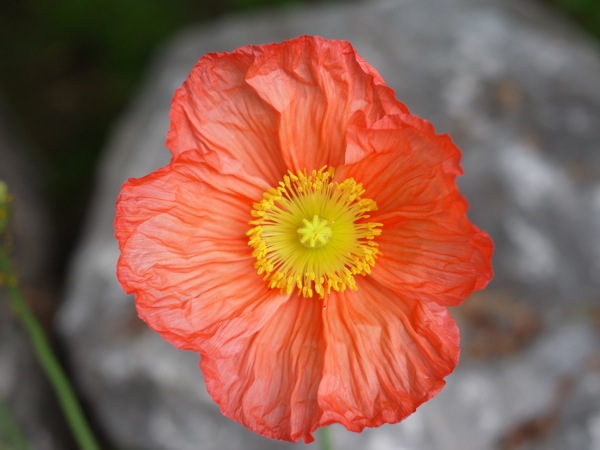 f:id:elmikamino:20110620095207j:image