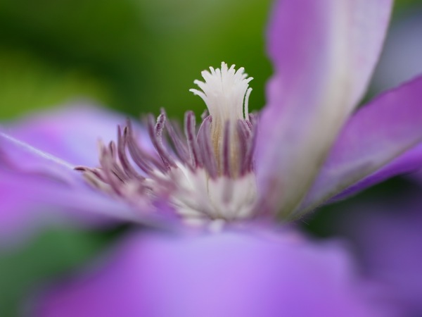 f:id:elmikamino:20110620095618j:image