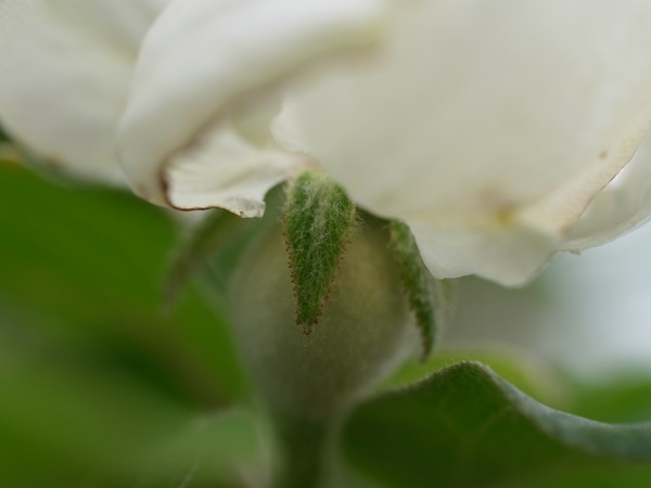 f:id:elmikamino:20110620100119j:image