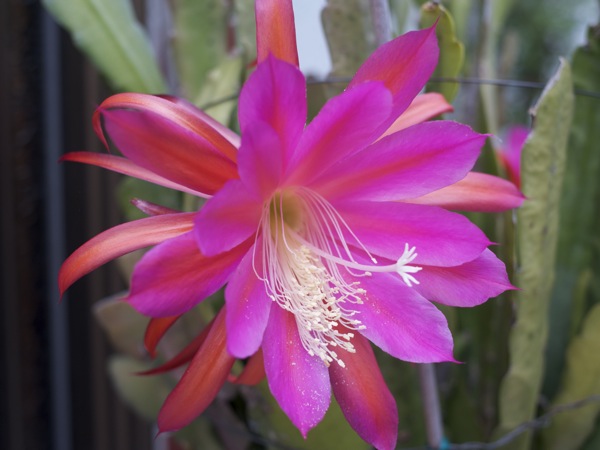 f:id:elmikamino:20110620100418j:image