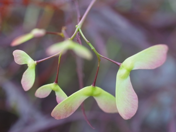 f:id:elmikamino:20110620101109j:image
