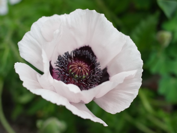 f:id:elmikamino:20110620101226j:image