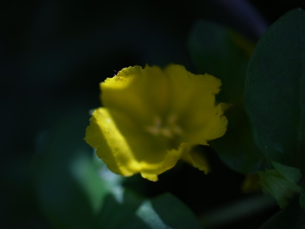f:id:elmikamino:20110625103823j:image
