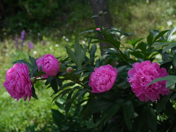 f:id:elmikamino:20110625104215j:image