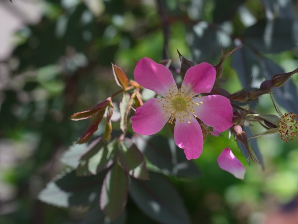 f:id:elmikamino:20110625104252j:image