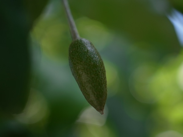 f:id:elmikamino:20110625104351j:image