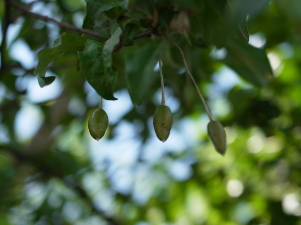 f:id:elmikamino:20110625104427j:image