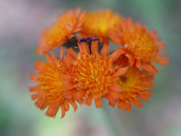 f:id:elmikamino:20110625104750j:image
