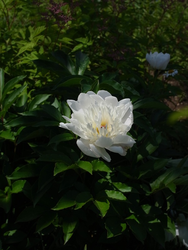 f:id:elmikamino:20110625105148j:image