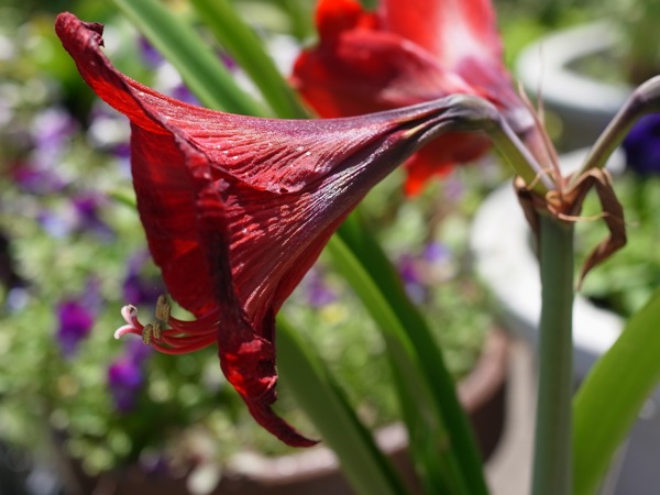 f:id:elmikamino:20110625105349j:image