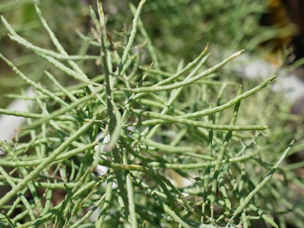 f:id:elmikamino:20110625105721j:image