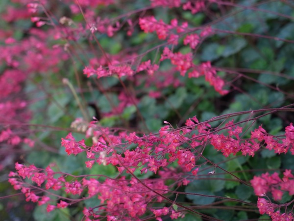 f:id:elmikamino:20110625110236j:image