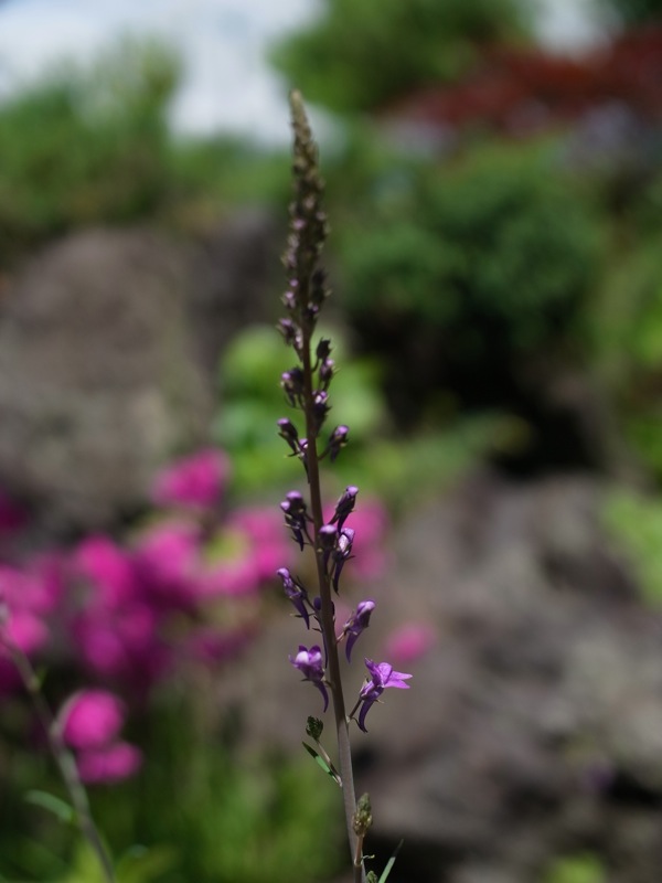 f:id:elmikamino:20110625110424j:image