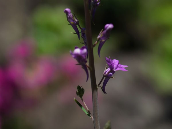 f:id:elmikamino:20110625110451j:image