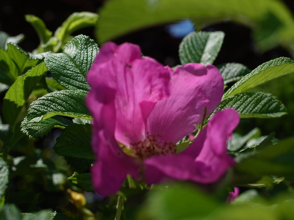 f:id:elmikamino:20110625110831j:image